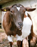 cagnolino