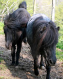 primo piano di mariarosa e orietta i due pony