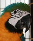 Pollo
