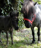 primo piano di mariarosa e orietta i due pony