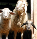 pecore in bellaposa