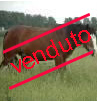 castrone: non disponibile immagine ingrandita