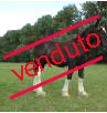 cavallo A: non disponibile immagine ingrandita