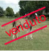 cavallo B: non disponibile immagine ingrandita