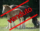 puledra: non disponibile immagine ingrandita
