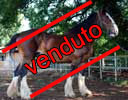 puledro 10 mesi