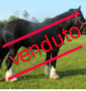 castrone nero 4 anni