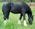 Cavalla nera, 4 balzane bianche e lista sottile