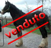 baio scuro 10 mesi