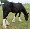 RHS DUKE GELDING