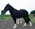 GELDING