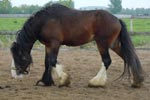 Acle Sonny, Stallone 2,5 anni,  altezza attuale 182 cm, approvato alle monte dalla Shire Horse Uk
