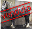 Femmina 4 anni, Dark dapple grey