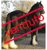 Hidden Cash, stallone 2,5 anni, approvato dalla S.H. UK alle monte. Eccezionale per allevamento